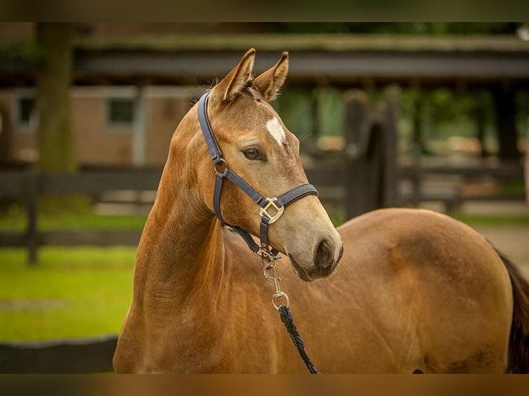 German Riding Pony Mare 1 year 14,2 hh Buckskin in SchubySchuby