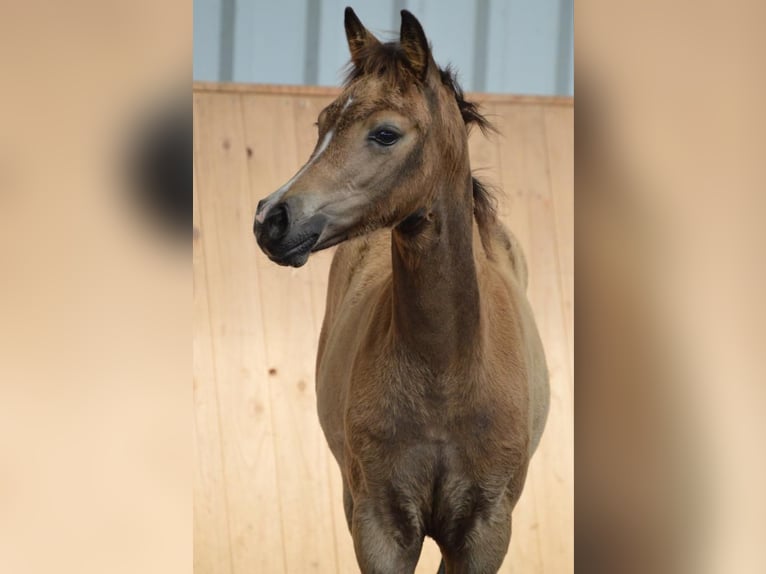 German Riding Pony Mare 1 year 14,2 hh Buckskin in Hohenlockstedt