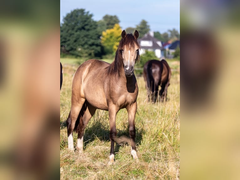 German Riding Pony Mare 1 year 14,2 hh Buckskin in Hohenlockstedt