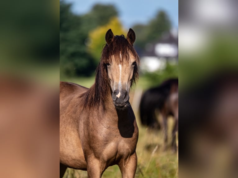 German Riding Pony Mare 1 year 14,2 hh Buckskin in Hohenlockstedt