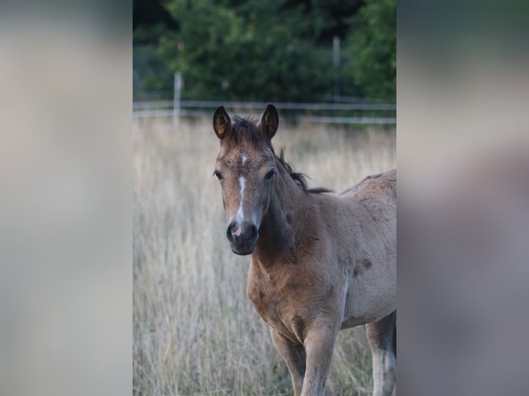 German Riding Pony Mare 1 year 14,2 hh Buckskin in Hohenlockstedt