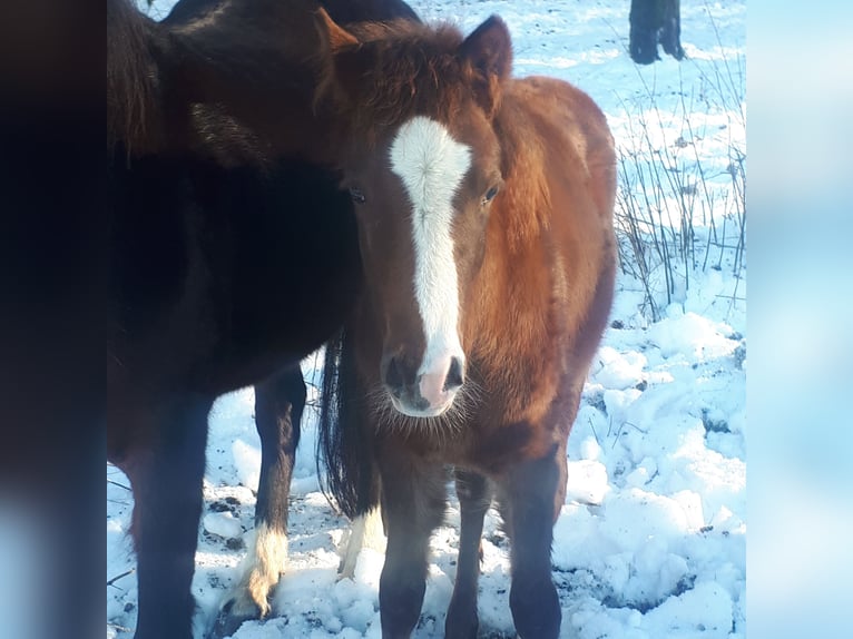 German Riding Pony Mare 1 year 14,2 hh Chestnut in Wipperfürth