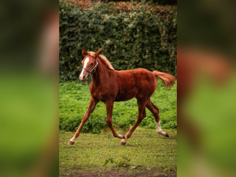 German Riding Pony Mare 1 year 14,2 hh Chestnut-Red in Algermissen