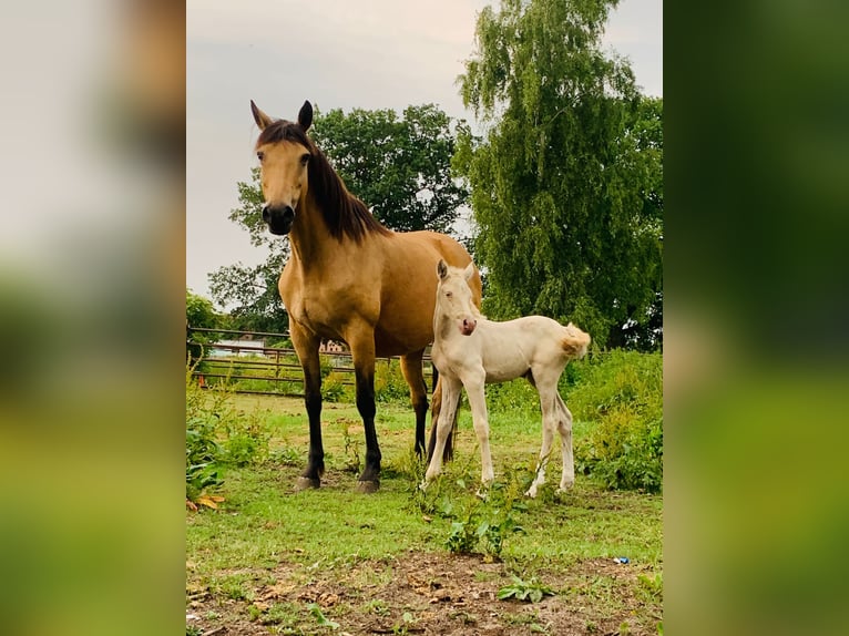 German Riding Pony Mare 1 year 14,3 hh Perlino in Wittingen