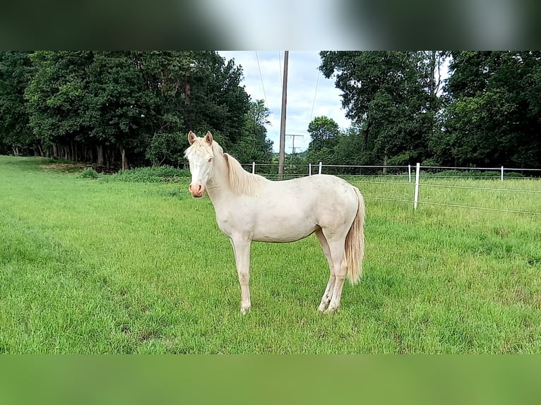 German Riding Pony Mare 1 year 14,3 hh Perlino in Wittingen