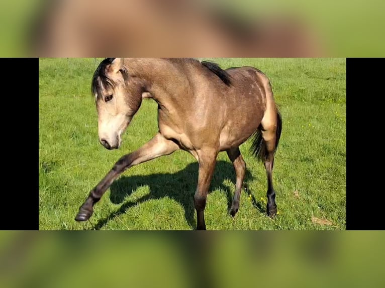 German Riding Pony Mare 1 year 14 hh Buckskin in Geestland