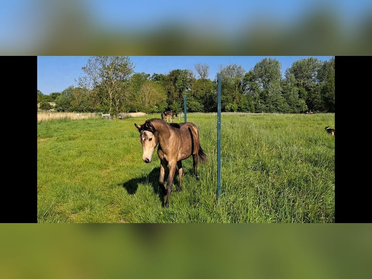 German Riding Pony Mare 1 year 14 hh Buckskin in Geestland