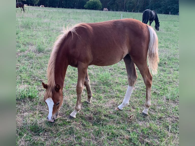 German Riding Pony Mare 1 year 14 hh Palomino in Suhlendorf