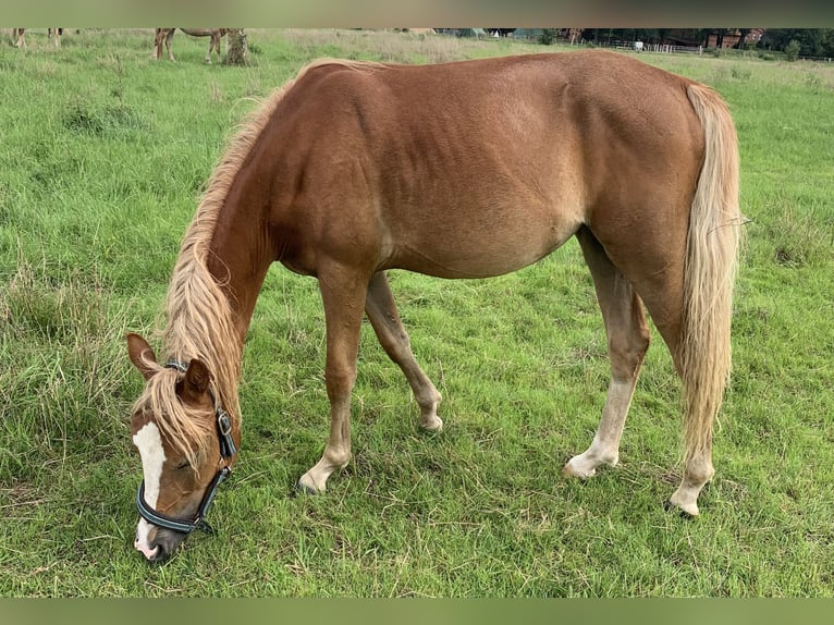 German Riding Pony Mare 1 year 14 hh Palomino in Suhlendorf