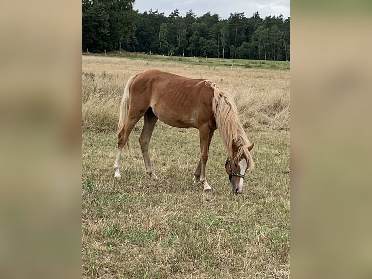 German Riding Pony Mare 1 year 14 hh Palomino in Suhlendorf