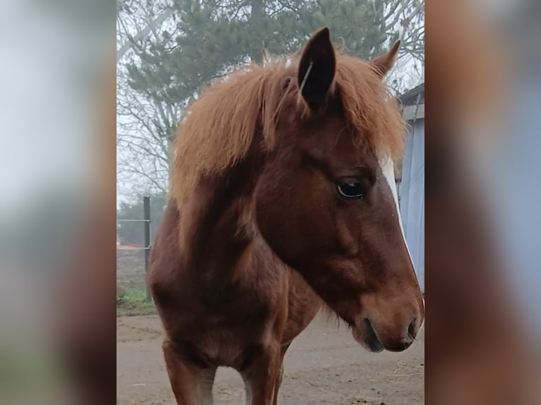 German Riding Pony Mare 1 year 14,1 hh Chestnut-Red in Nordenham