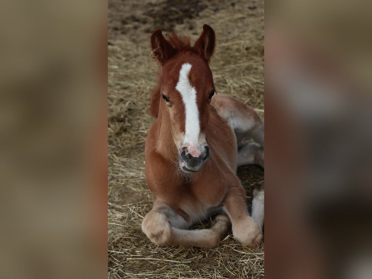 German Riding Pony Mare 1 year 14,1 hh Chestnut-Red in Bad Berneck im Fichtelgebirge