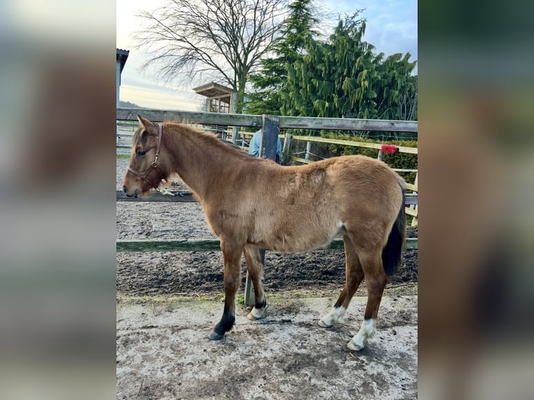 German Riding Pony Mare 1 year 14,1 hh Dun in Rastede