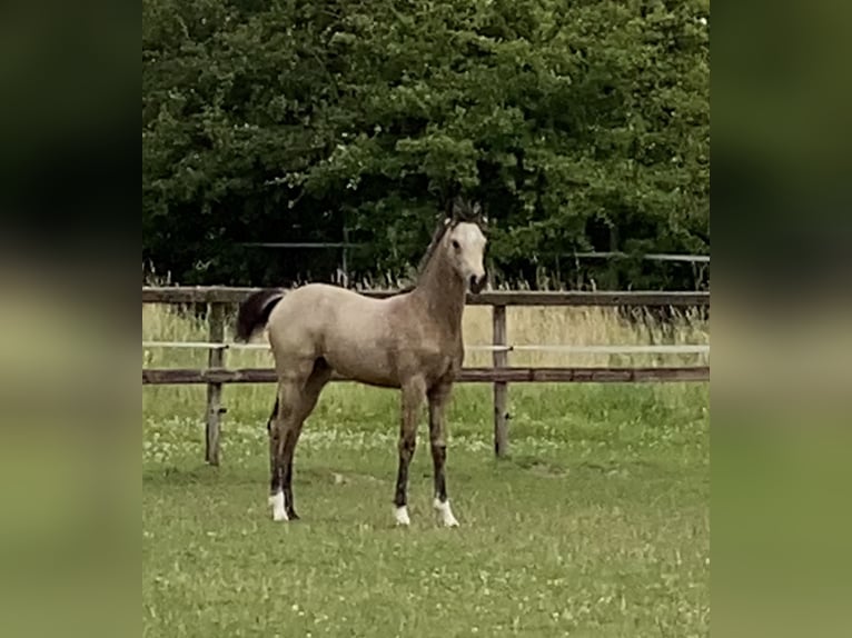 German Riding Pony Mare 1 year 14,2 hh Buckskin in Achim