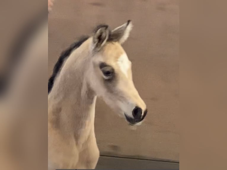 German Riding Pony Mare 1 year 14,2 hh Buckskin in Achim