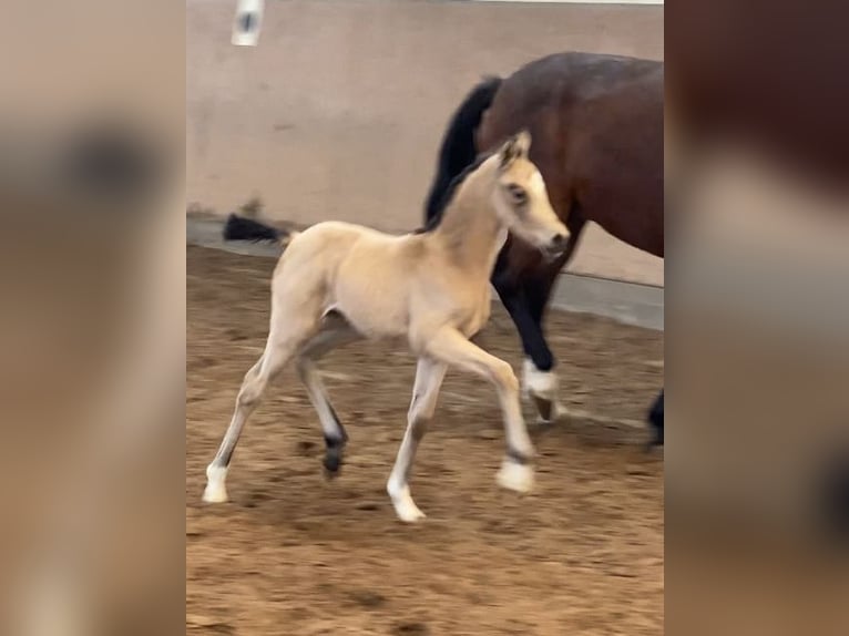 German Riding Pony Mare 1 year 14,2 hh Buckskin in Achim