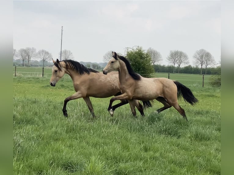 German Riding Pony Mare 1 year 14,2 hh Buckskin in Achim