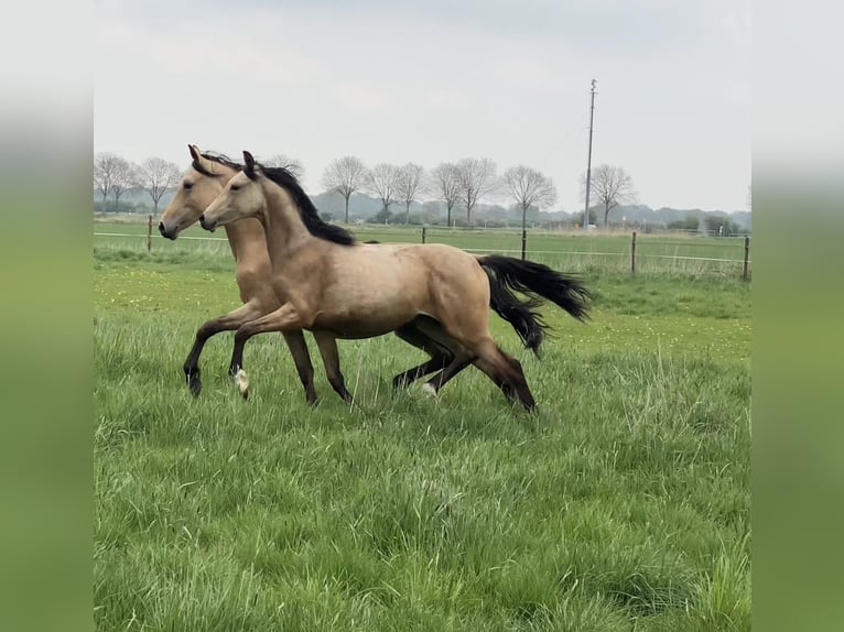 German Riding Pony Mare 1 year 14,2 hh Buckskin in Achim
