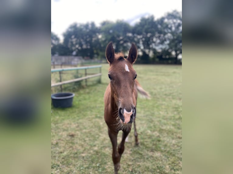 German Riding Pony Mare 1 year 14,2 hh Chestnut in Peheim