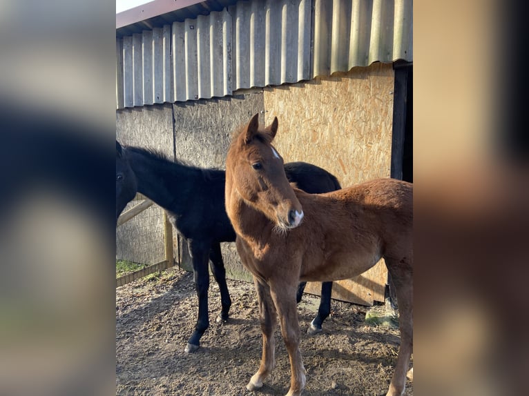 German Riding Pony Mare 1 year 14,2 hh Chestnut in Peheim