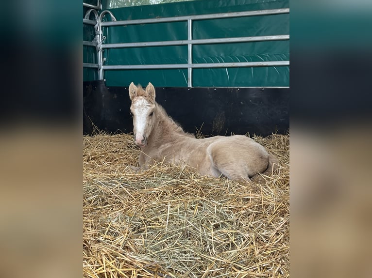 German Riding Pony Mare 1 year 14,2 hh Dunalino in Neuss