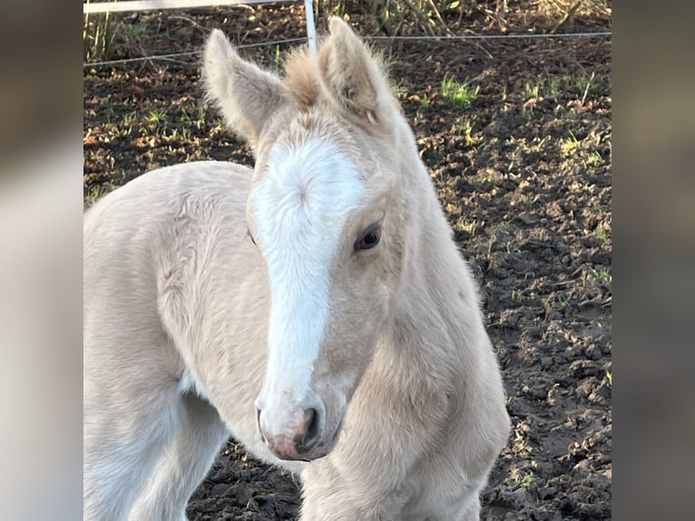 German Riding Pony Mare 1 year 14,2 hh Dunalino in Neuss