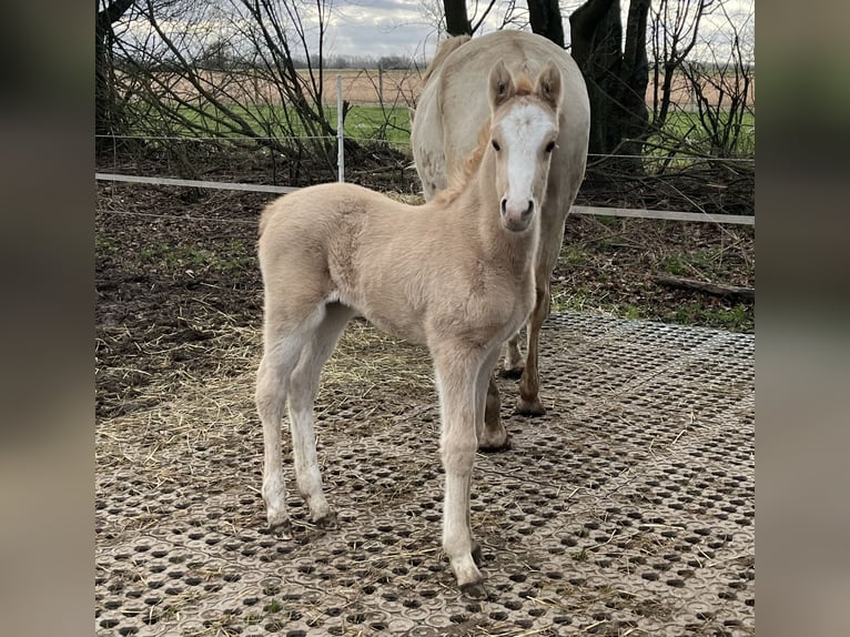 German Riding Pony Mare 1 year 14,2 hh Dunalino in Neuss