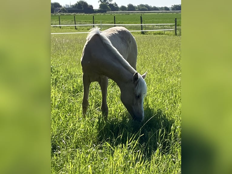 German Riding Pony Mare 1 year 14,2 hh Dunalino in Neuss