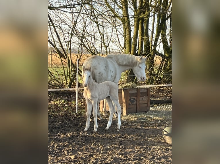 German Riding Pony Mare 1 year 14,2 hh Dunalino in Neuss