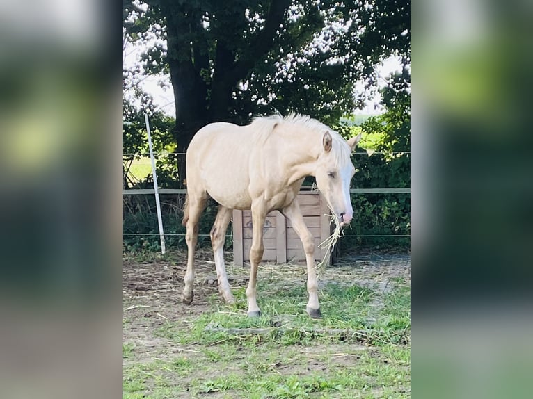 German Riding Pony Mare 1 year 14,2 hh Dunalino in Neuss