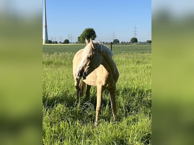 German Riding Pony Mare 1 year 14,2 hh Dunalino in Neuss