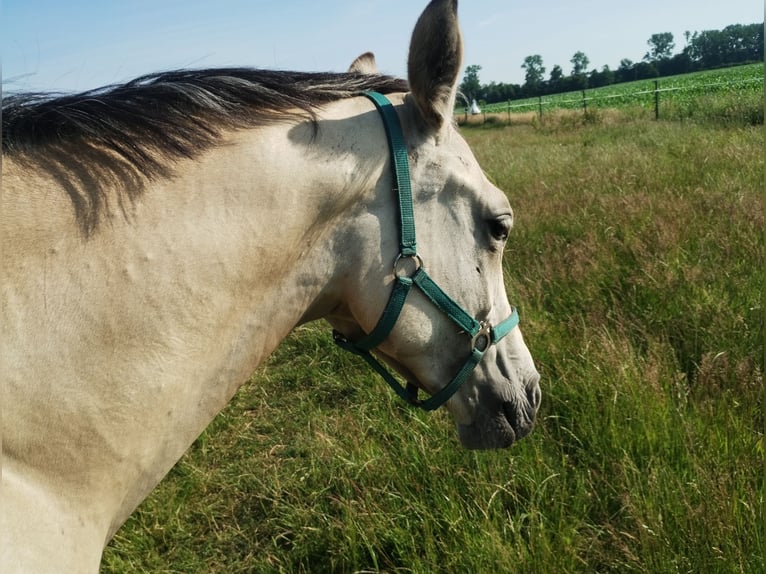 German Riding Pony Mare 1 year 15,1 hh Buckskin in Lathen
