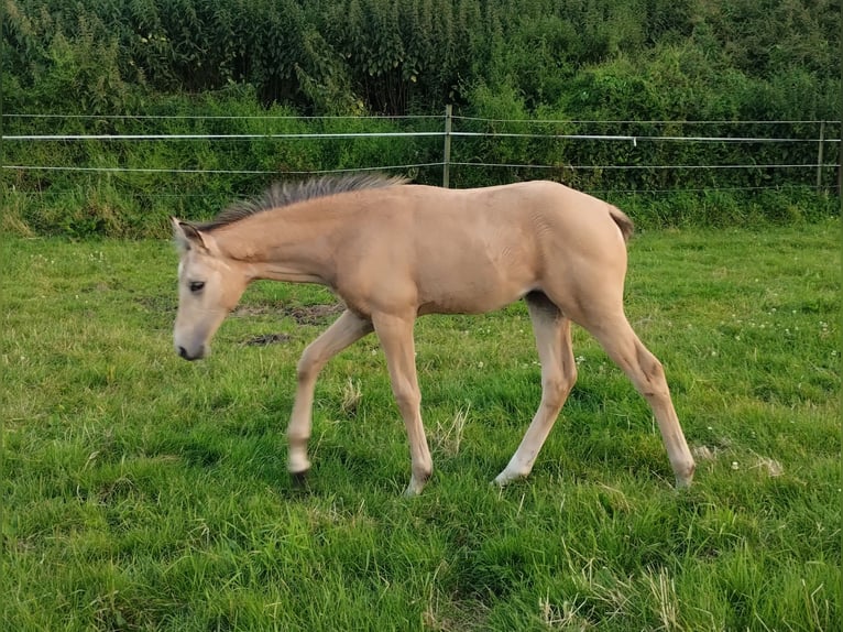 German Riding Pony Mare 1 year 15,1 hh Buckskin in Lathen