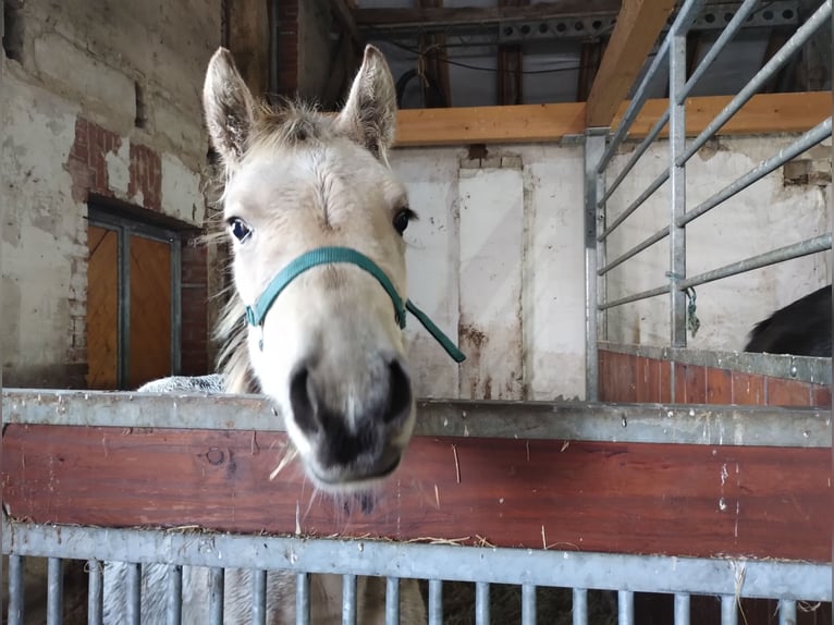 German Riding Pony Mare 1 year 15,1 hh Buckskin in Lathen