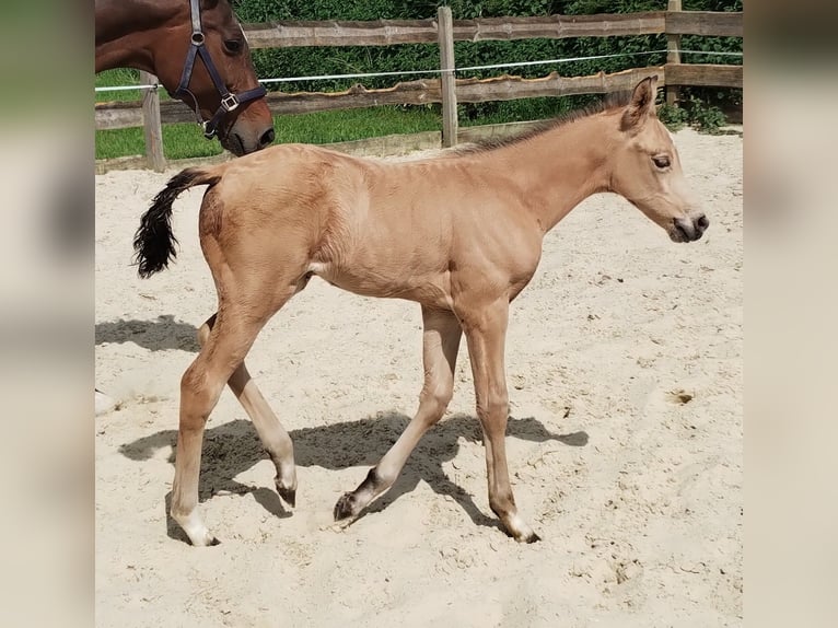 German Riding Pony Mare 1 year 15,1 hh Buckskin in Lathen