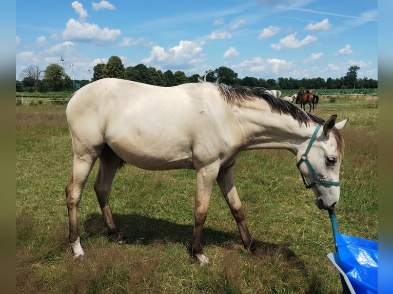 German Riding Pony Mare 1 year 15,1 hh Buckskin in Lathen