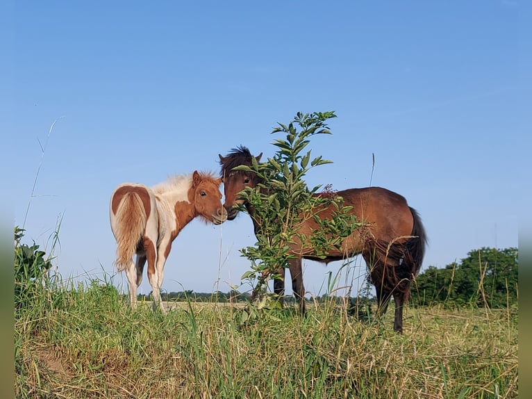 German Riding Pony Mare 1 year 9,1 hh Brown in Alt Tucheband Hathenow