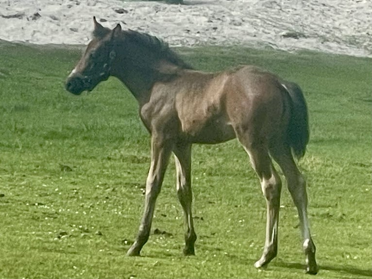 German Riding Pony Mare 1 year Bay-Dark in Norderney