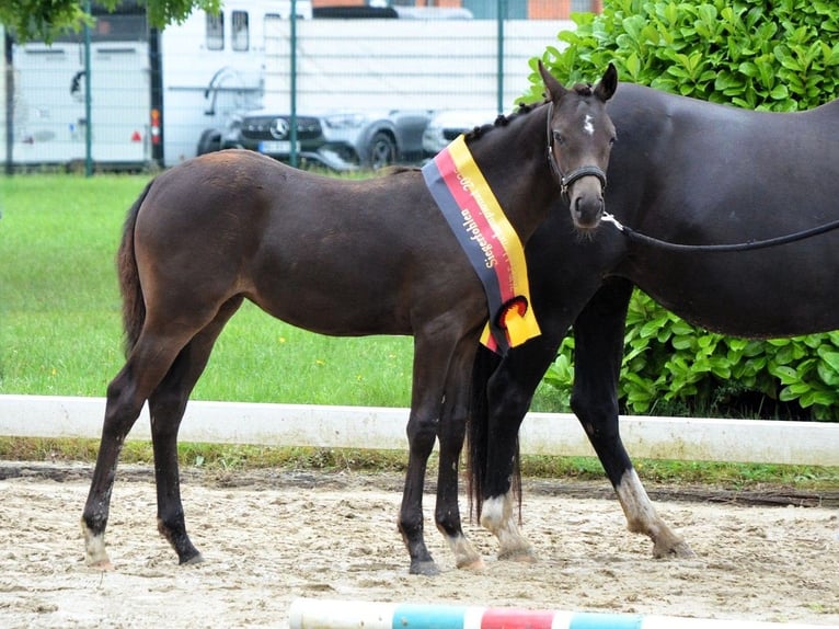 German Riding Pony Mare 1 year Black in Hankensbüttel