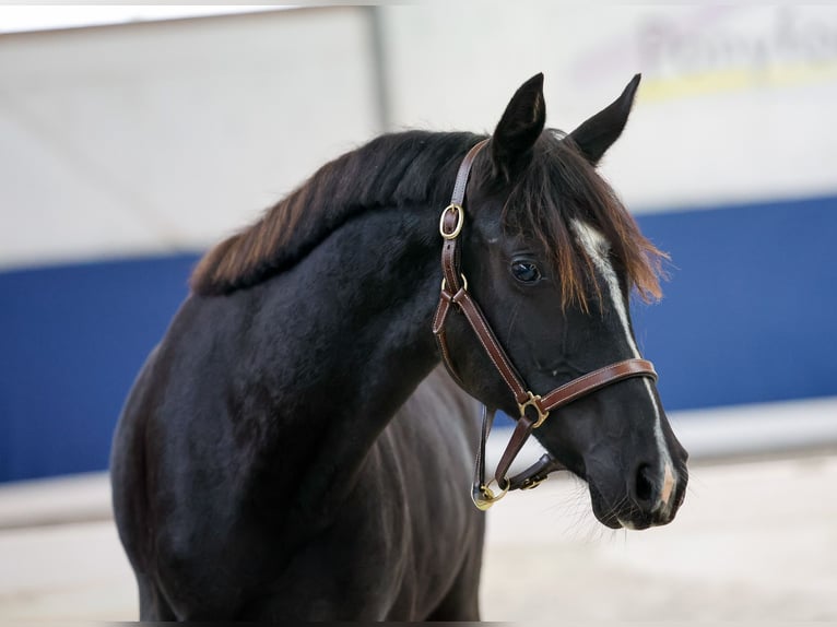 German Riding Pony Mare 1 year Black in Marsberg