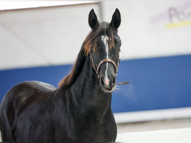 German Riding Pony Mare 1 year Black in Marsberg