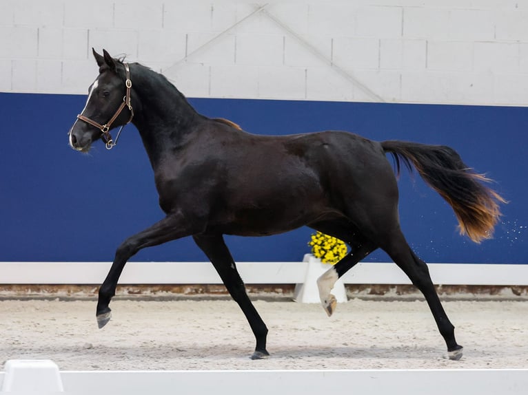 German Riding Pony Mare 1 year Black in Marsberg