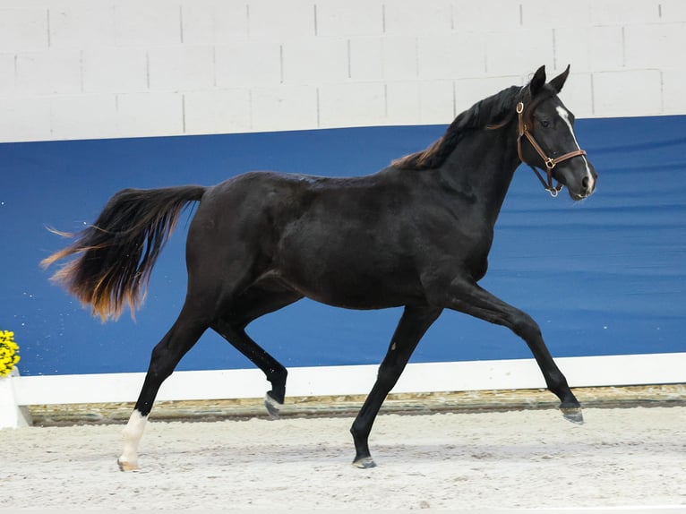 German Riding Pony Mare 1 year Black in Marsberg