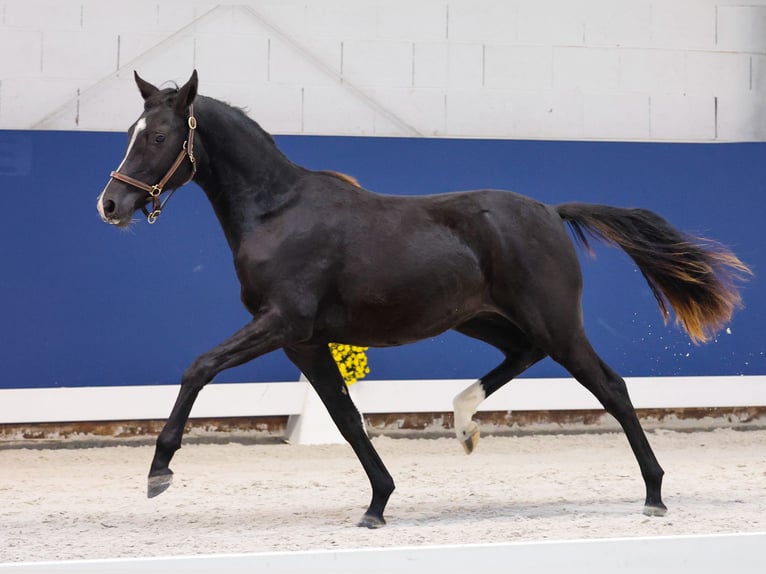 German Riding Pony Mare 1 year Black in Marsberg