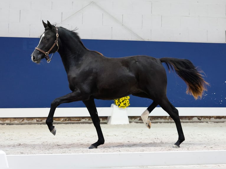 German Riding Pony Mare 1 year Black in Marsberg
