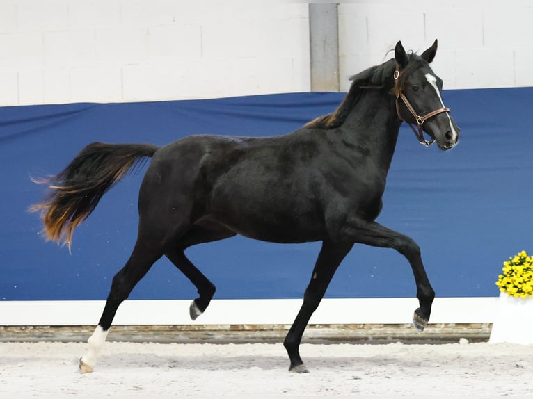 German Riding Pony Mare 1 year Black in Marsberg