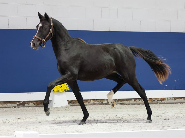 German Riding Pony Mare 1 year Black in Marsberg