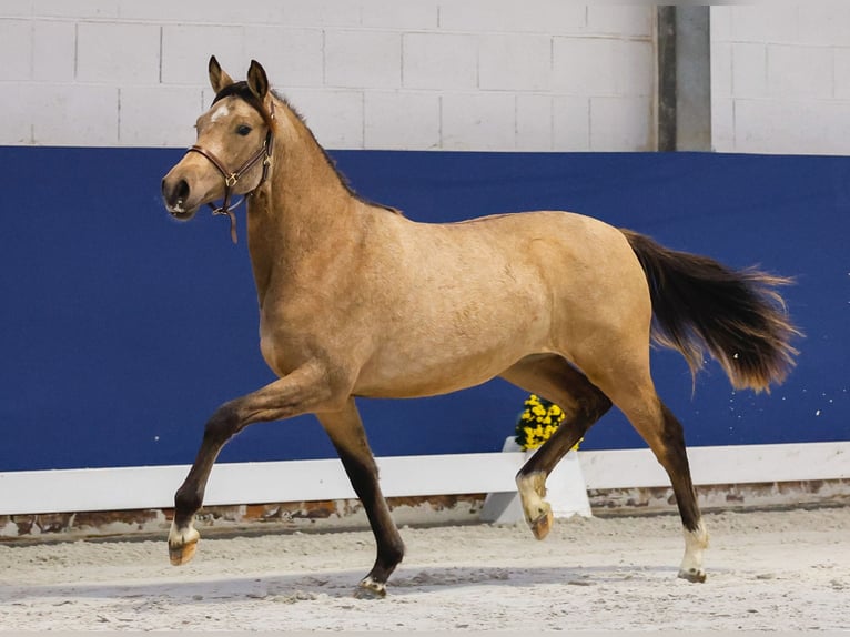 German Riding Pony Mare 1 year Brown in Marsberg
