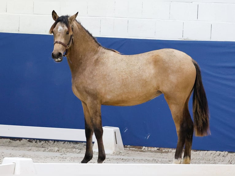 German Riding Pony Mare 1 year Brown in Marsberg