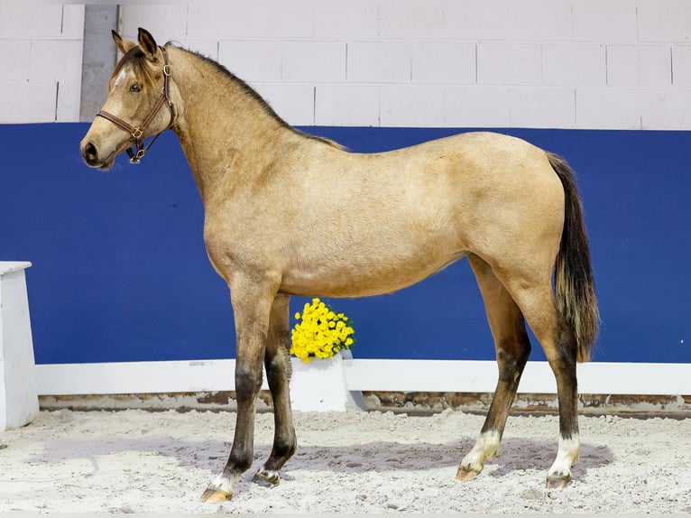 German Riding Pony Mare 1 year Brown in Marsberg